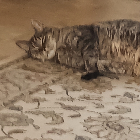 Meet your Posher, Coy - Picture 1 of 1